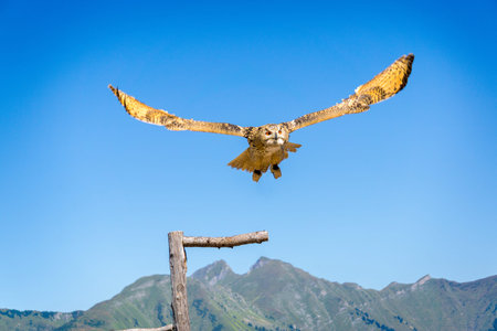 Siberian owl in flight and on a branch