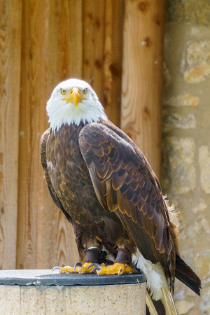 Different birds of prey sitting or in flight