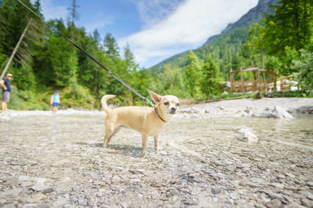 Chihuahua in a mountain stream on a hiking tour in Austriaの写真素材