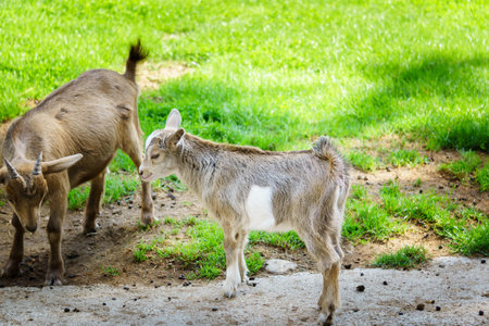 Goats in a Zoo bavarian Forest Germany