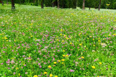 Flower meadows in the Sesto Fischleinbachtal in South Tyrolの写真素材