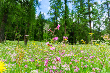 Flower meadows in the Sesto Fischleinbachtal in South Tyrolの写真素材