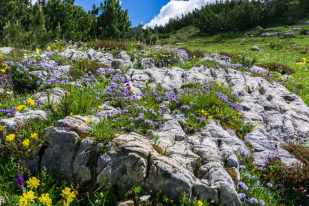 Views over PlÃ¤tzwiese Strudelkopf and Drei Zinnen in South Tyrolの写真素材