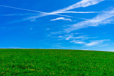 Meadow with Dandelions under the Sky in the Bavarian Forests Germany