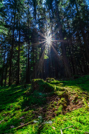 Hiking to the Kuernburg in the Bavarian Forestsの写真素材