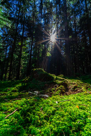 Hiking to the Kuernburg in the Bavarian Forestsの写真素材