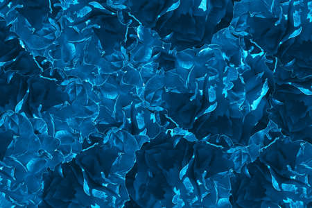 Roses background in different colors. Composite graphicの写真素材