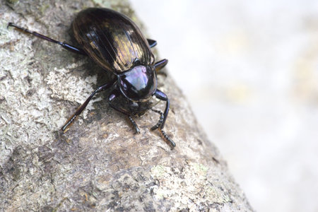Tropical Rainforest Beetle