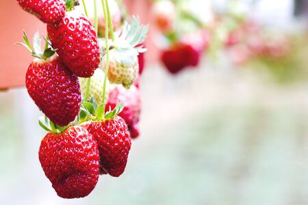 Strawberriesの写真素材