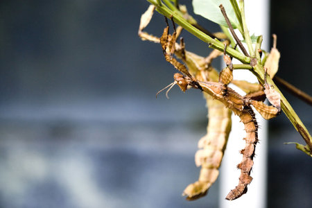 Walking Stick Insects