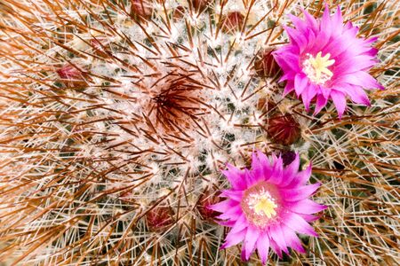 Flowering Cactusの写真素材