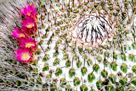Flowering Cactusの写真素材
