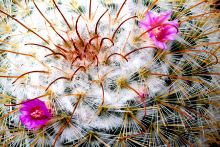 Flowering Cactusの写真素材