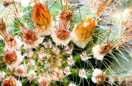 Flowering Cactusの写真素材