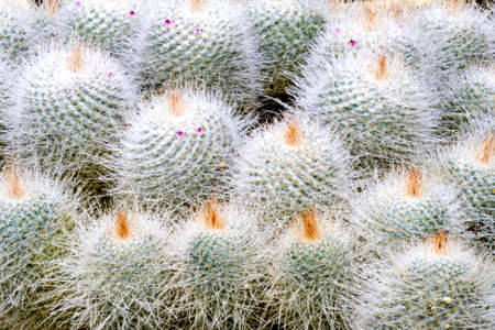 Cactiの写真素材