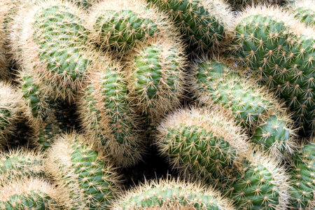Cacti
