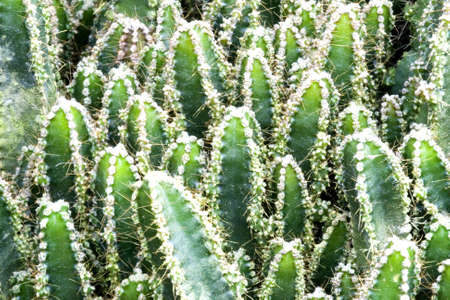 Cactiの写真素材