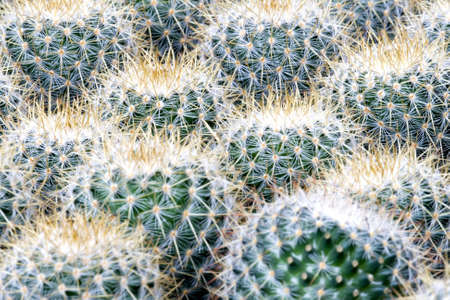 Cactiの写真素材