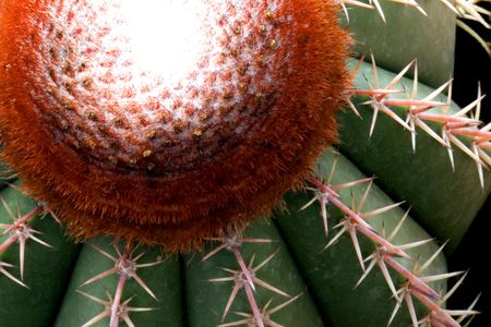 Cactusの写真素材