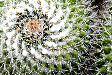 Cactusの写真素材