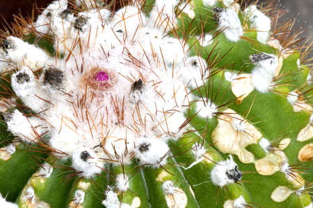 Cactusの写真素材