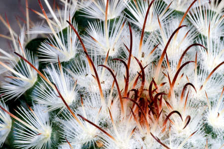 Cactusの写真素材