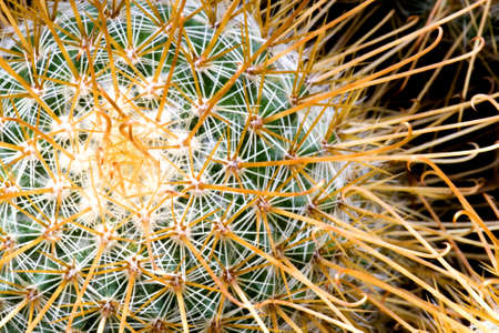 Cactusの写真素材