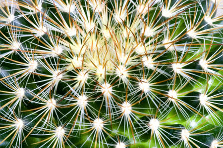 Cactusの写真素材