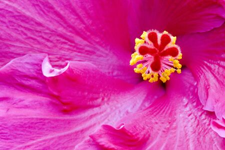 Hibiscusの写真素材