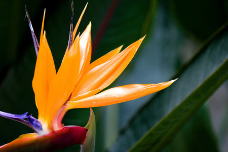 Helicorniaの写真素材