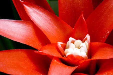 Exotic Flower Detailの写真素材