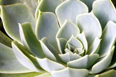 Succulentsの写真素材