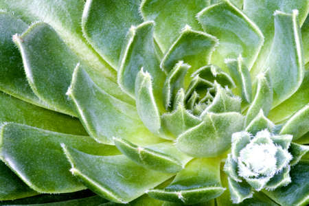 Succulentsの写真素材