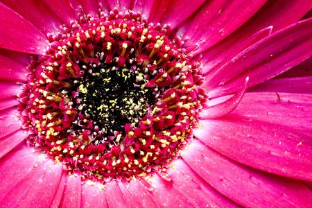 Daisyの写真素材
