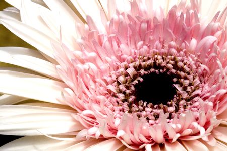 Daisyの写真素材