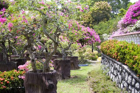 Bougainvilla Parkの写真素材