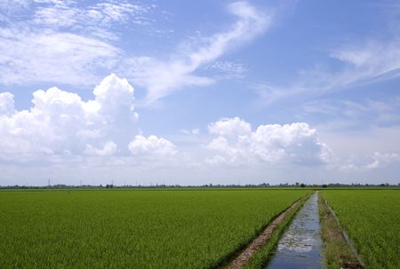 Paddy Fieldの写真素材