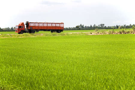 Red Truck through Paddy Fieldの写真素材