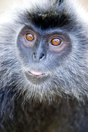 Monkeyの写真素材
