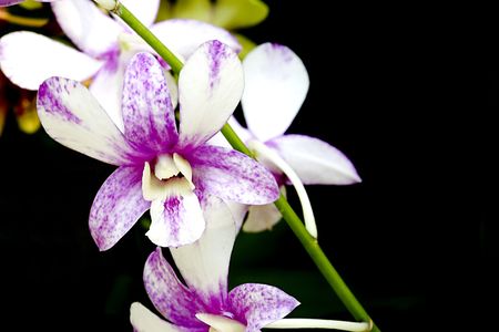 Orchidsの写真素材