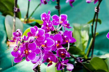 Orchidsの写真素材