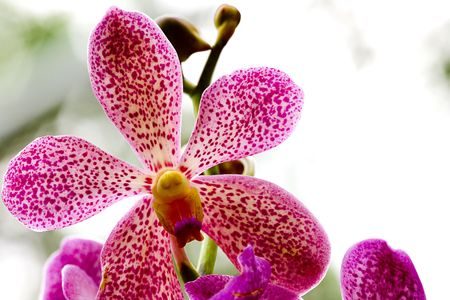 Orchidの写真素材