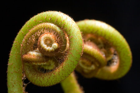 Ferns (Pteridophyte)の写真素材