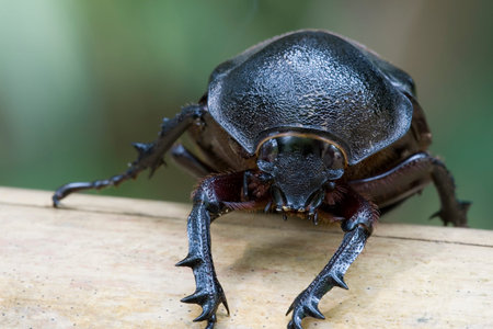 Rhinocerous Beetle (Xylotrupes gideon)
