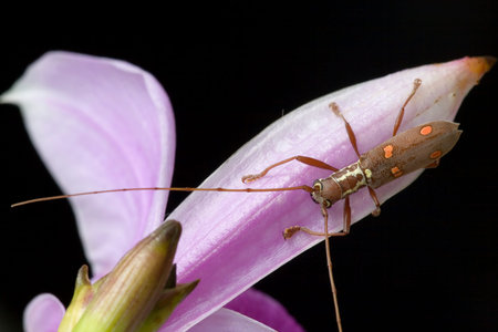 Longhorn Beetle (Batocera sp.)
