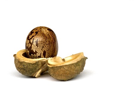 Macro image of a rubber seed. This is the seed of the rubber industry.の写真素材