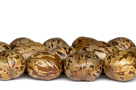 Macro image of rubber seeds. This is the seed of the rubber industry.の写真素材