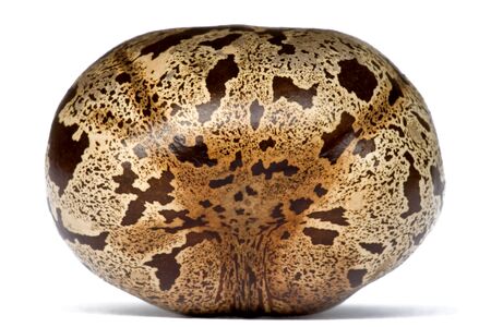 Macro image of a rubber seed. の写真素材