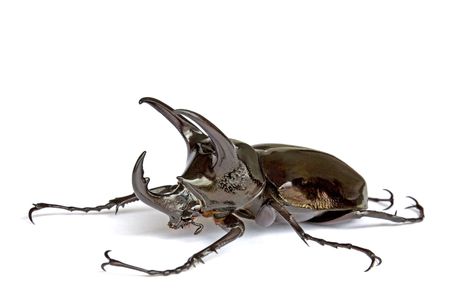 Isolated macro image of a male giant three-horned Rhino Beetle found at the world's oldest tropical rainforest of Cameron Highlands, Malaysia.の写真素材