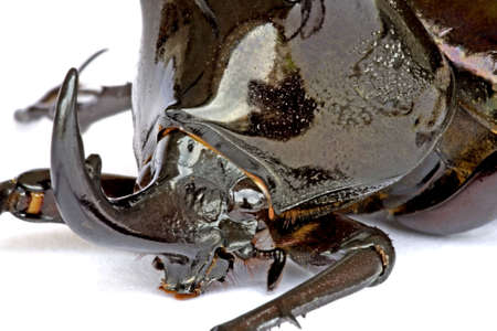 Isolated macro image of a mal;e giant three-horned Rhino Beetle found at the world's oldest tropical rainforest of Cameron Highlands, Malaysia.の写真素材